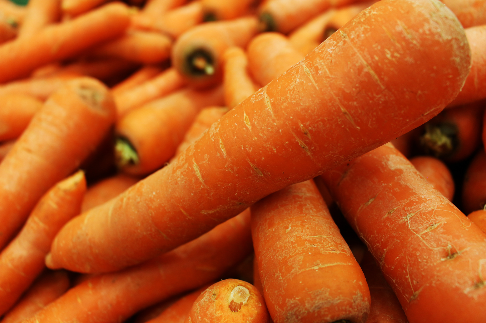 Fresh Carrots in Closeup
